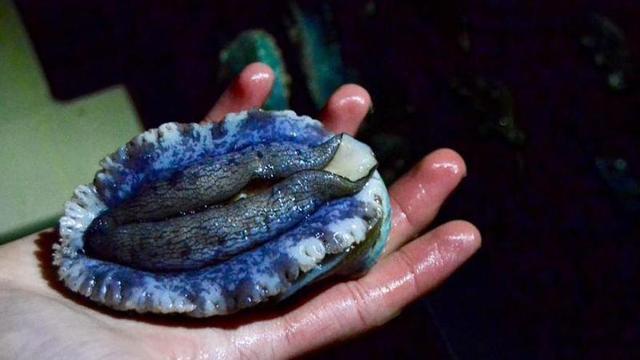 Uno de los ejemplares de oreja de mar que se cultivaban en las instalaciones de Muros.