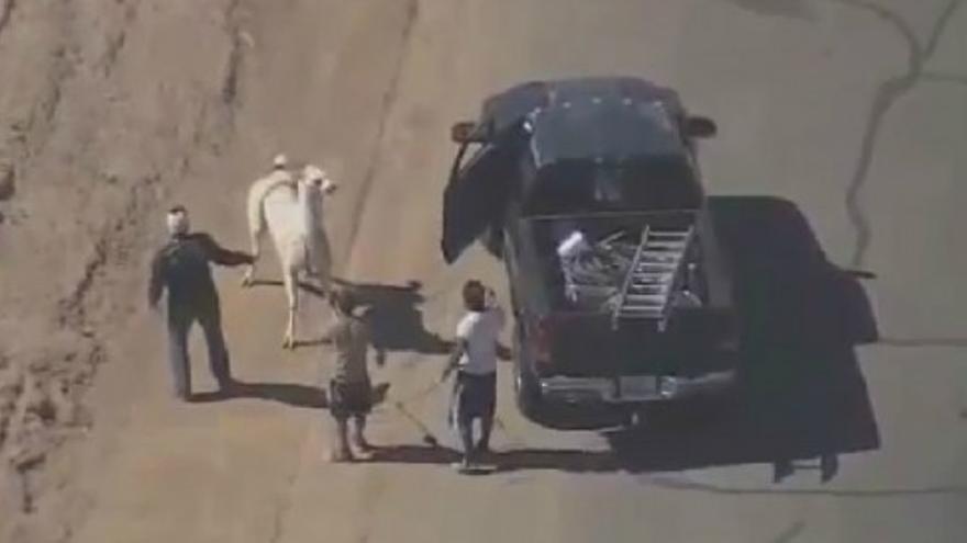 Insólita persecución en Arizona para capturar a dos llamas