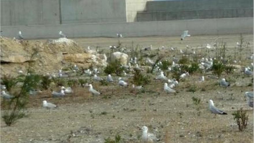 Foto de gaviotas de Audouin en el puerto de Castellón difundida por la Generalitat.