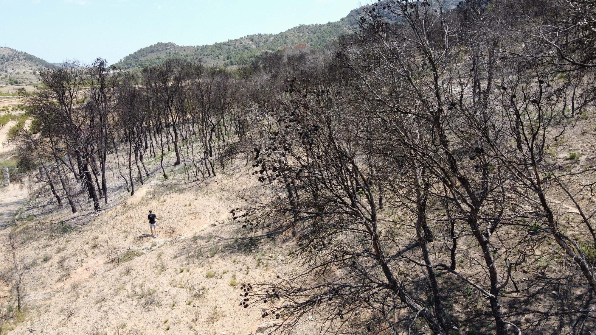 Un año después del incendio forestal en la sierra de la Zafra y Las Pedrizas de Monóvar la zona presenta un aspecto desolador