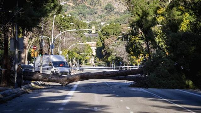 Arbres caiguts pel  vendaval a l’avinguda de Pedralbes de Barcelona. | JORDI OTIX