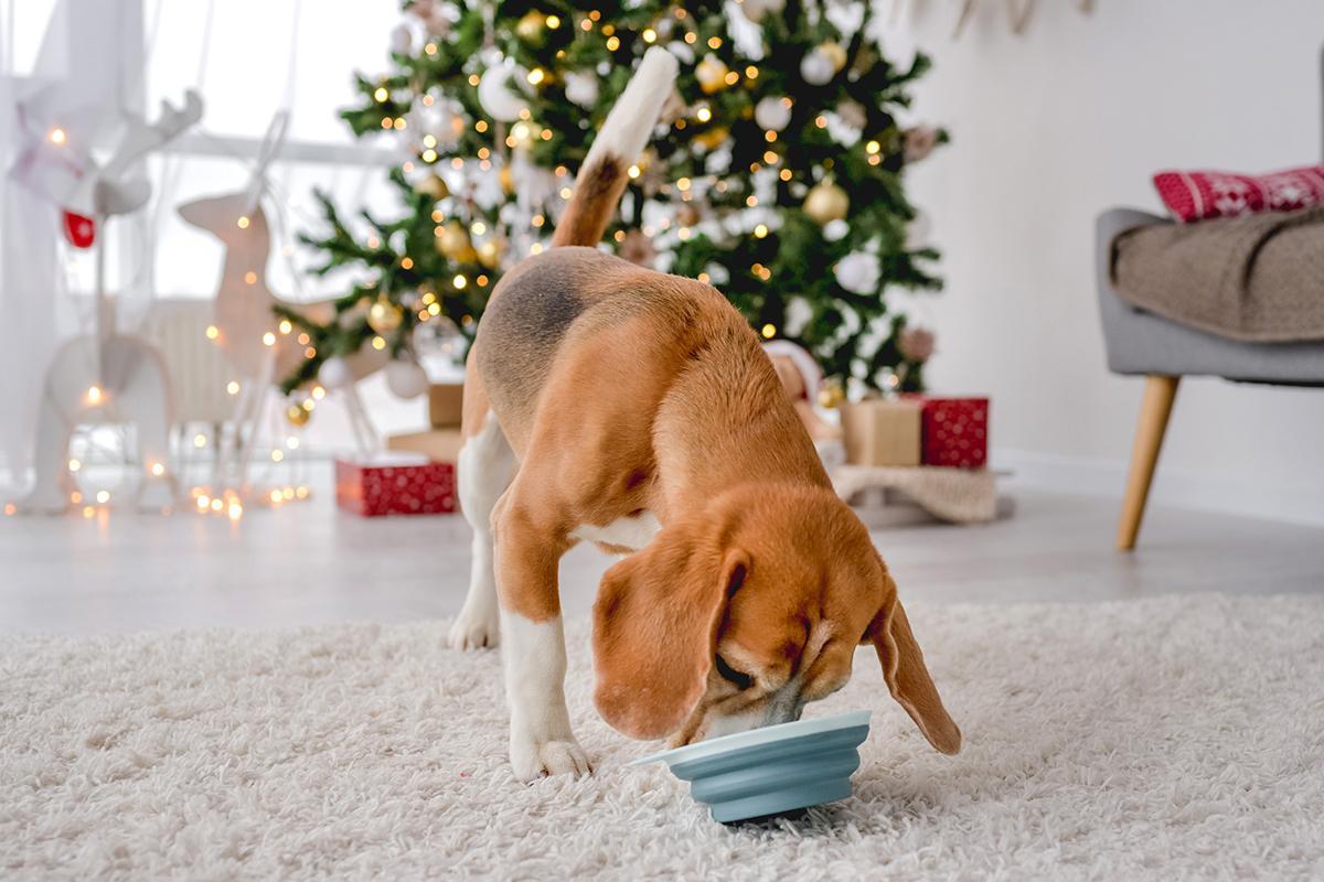 Lo mejor para nuestros peludos es que coman de su comida siempre, con fórmulas complestas y complementarias