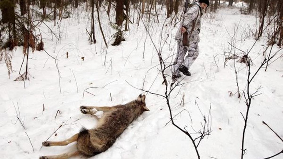 Un cazador de lobos en Bielorrusia.
