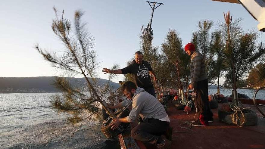 Instalación de los primeros 50 pinos lanzados desde un bateeiro en San Simón. // Ricardo Grobas