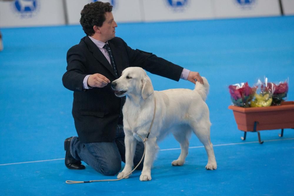 La Mascotada da brillo a Expocachorro