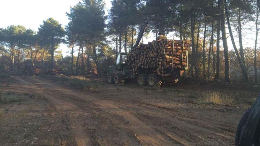 Extracción de madera de pino en los montes incendiados este verano.