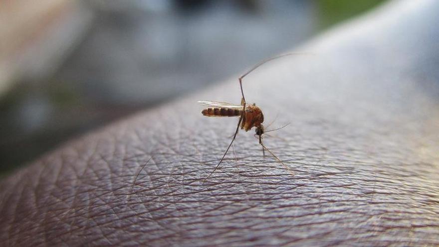 El truco definitivo para librarte de moscas y mosquitos en casa este verano