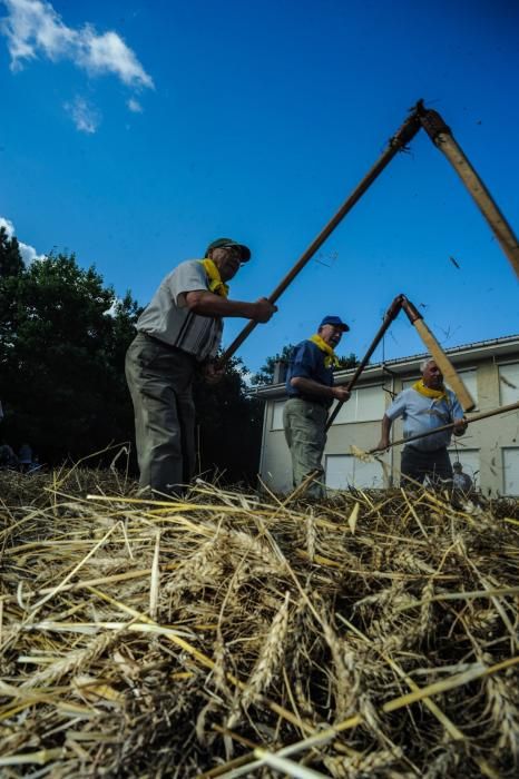 Aprendiendo a mallar el trigo