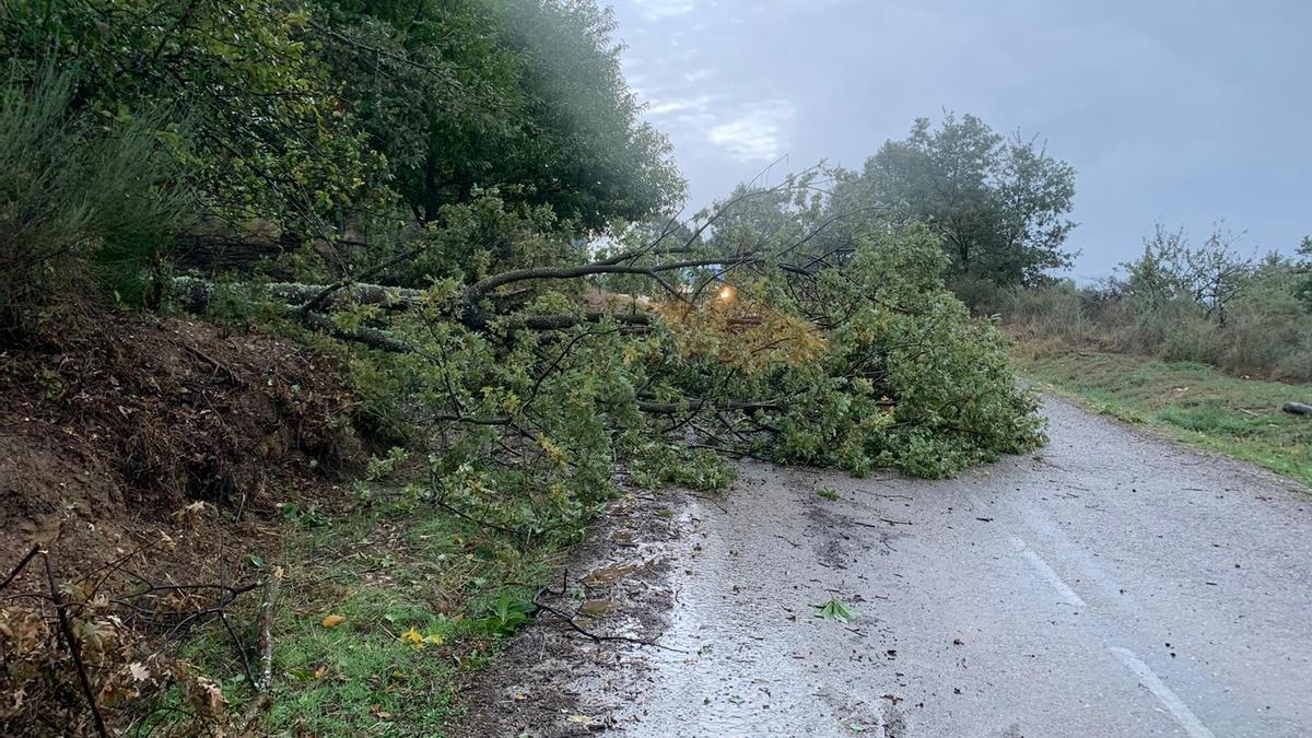 Árbol caído en la carretera ZA-V-2641 que comunica Trefacio de Sanabria con Pedrazales