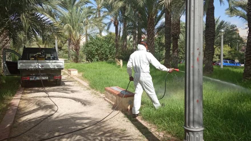 Después del confinamiento, CTL lucha contra la plaga de mosquitos en Elche