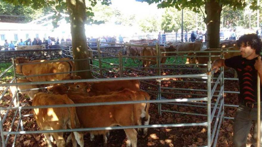 Más vacas y tratos a la baja en la feria de Benia de Onís