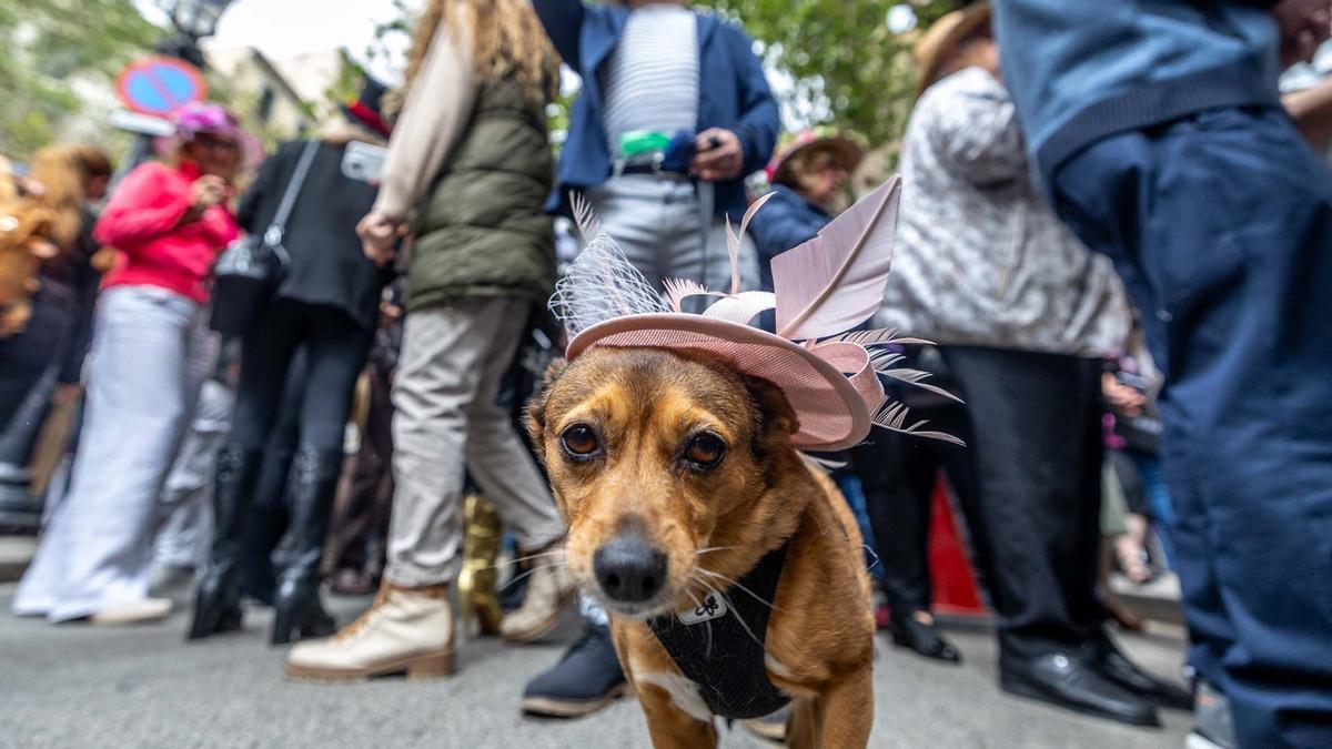 Nueva edición del Paseo con Sombrero por Barcelona