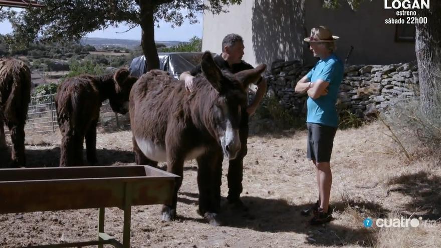 Burros zamoranos leoneses en Arribes. Volando Voy