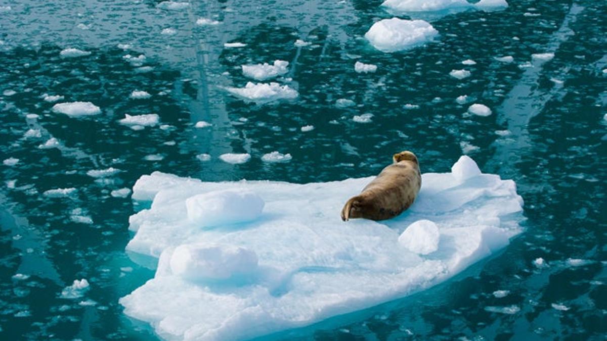 Foca barbuda en el archipiélago de las Svalbard