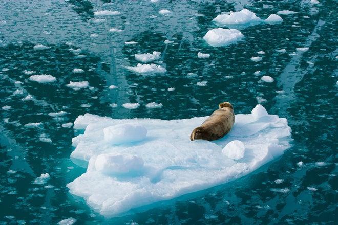 Foca barbuda en el archipiélago de las Svalbard