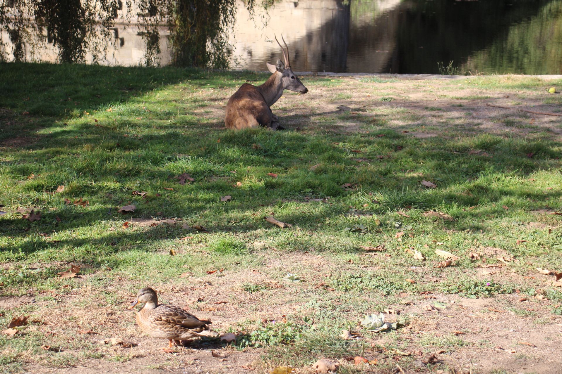 GALERÍA | Rescate de un ciervo enfermo en Puebla
