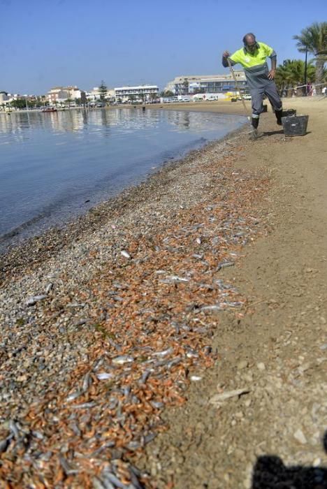 Mar Menor, una laguna sin vida