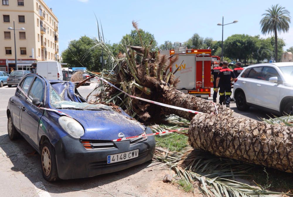 Una palmera se desploma en Cruz Cubierta sobre varios coches