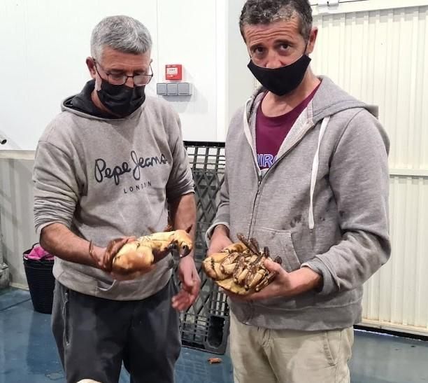 Dos marineros con sendos ejemplares de buey.