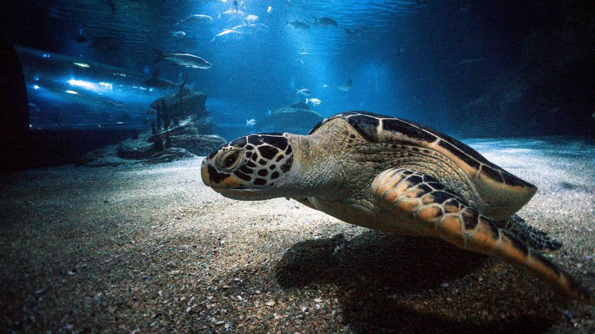 Tortuga verde (Chelonia mydas,) catalogada como “en peligro” por la Lista Roja de Especies Amenazadas de la UICN.