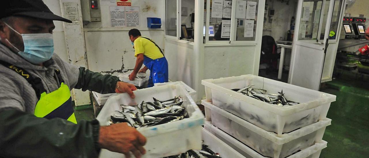 Una descarga de sardina el pasado año en Cambados.  | IÑAKI ABELLA
