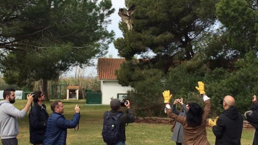 El águila &#039;Maruján&#039; vuelve a volar tras ser tiroteada en la Albufera