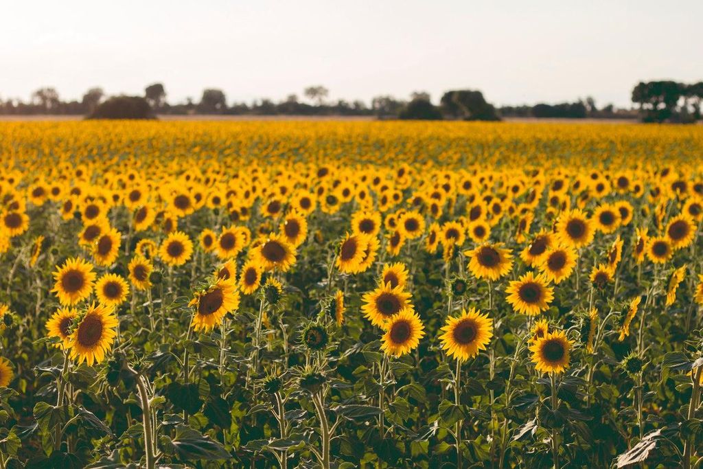 El mar amarillo de girasoles que te acompañarán durante el viaje