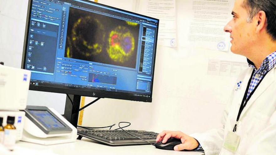 El investigador del Hospital de la Candelaria, Félix Machín, observa este proceso celular en su ordenador.  | |