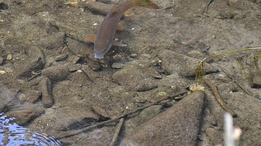 Un barbo en el río Tera a su paso por El Puente de Sanabria. | A. S.