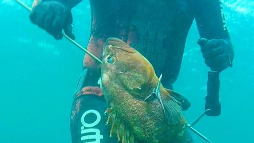 El Campello organiza una jornada para nutrir a Cáritas de pescado fresco