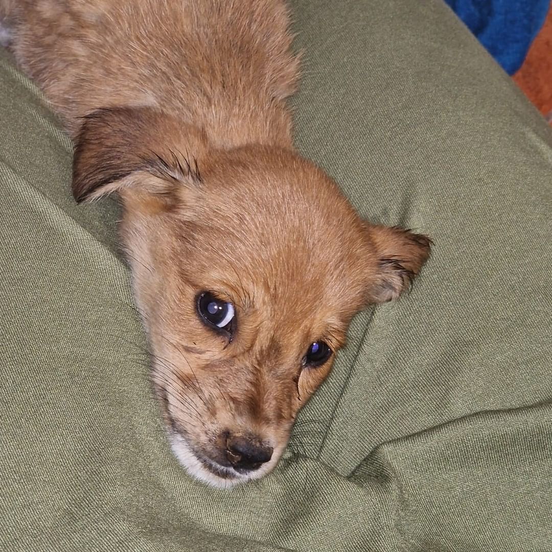 They save two puppies from burning to death in the Tenerife fire