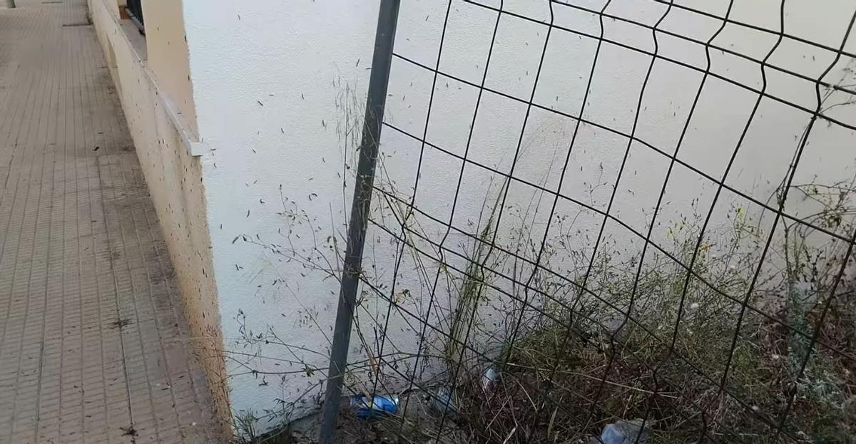 Una pared repleta de insectos esta semana.