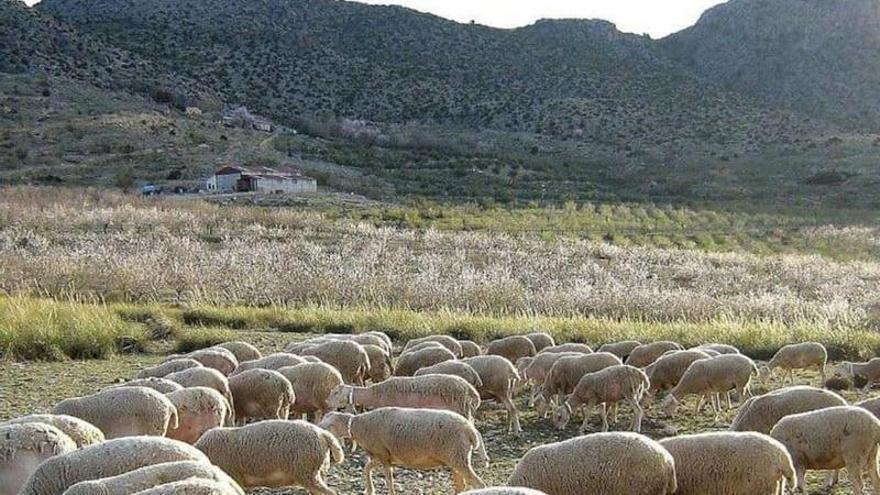 El pastoreo no frena el fuego, según Ecologistas en Accion