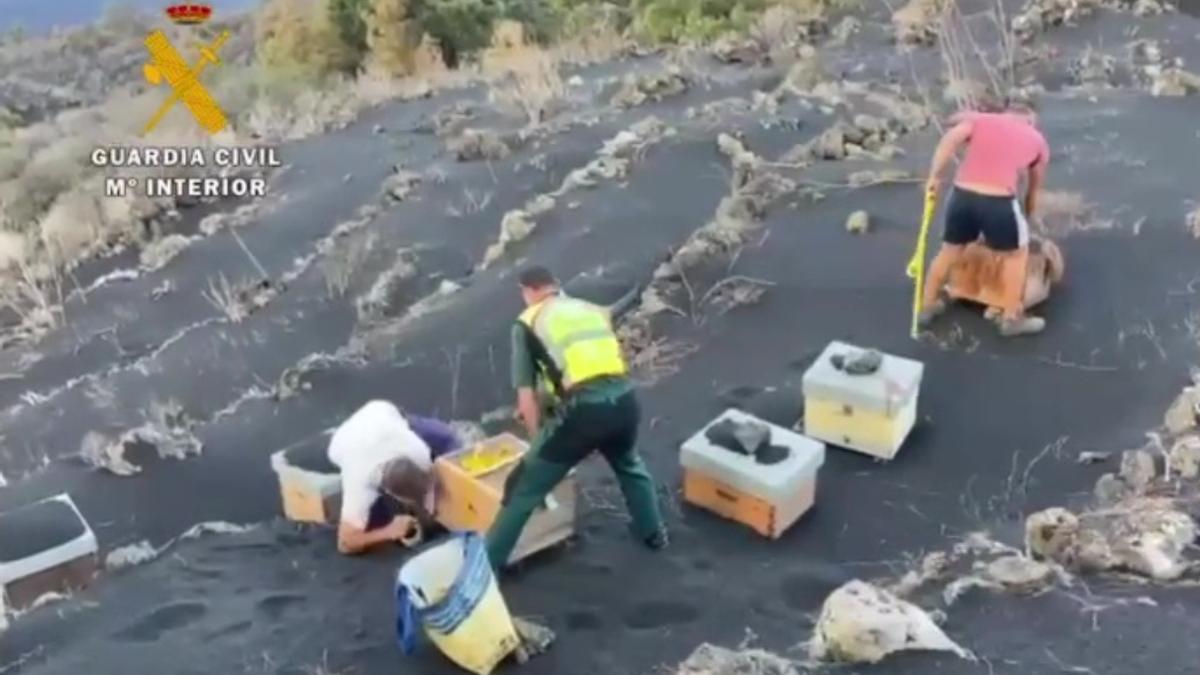 Rescate de abejas sepultadas por el volcán en La Palma