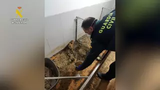Un «criadero de los horrores» en Ordes: 250 animales muertos y más de 100 moribundos