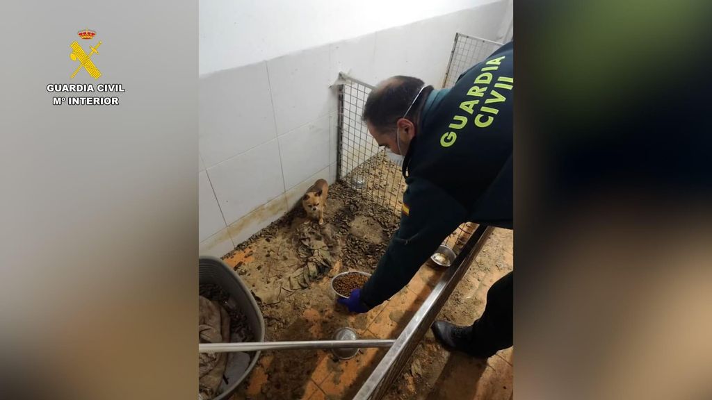 La Guardia Civil desmantela en Ordes un «criadero de los horrores»: más de 200 animales muertos y desnutridos