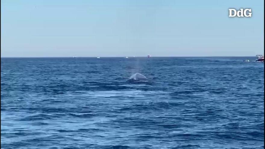 Diverses embarcacions posen en perill tres balenes al cap de Creus