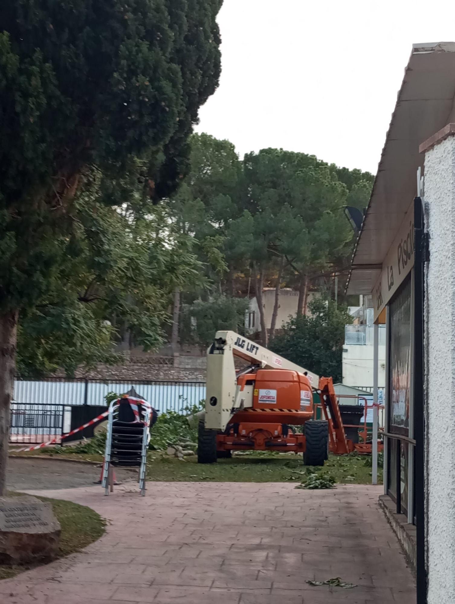 Nàquera tala el gigante árbol de la piscina municipal "para proteger el vaso" ante críticas de la ciudadanía