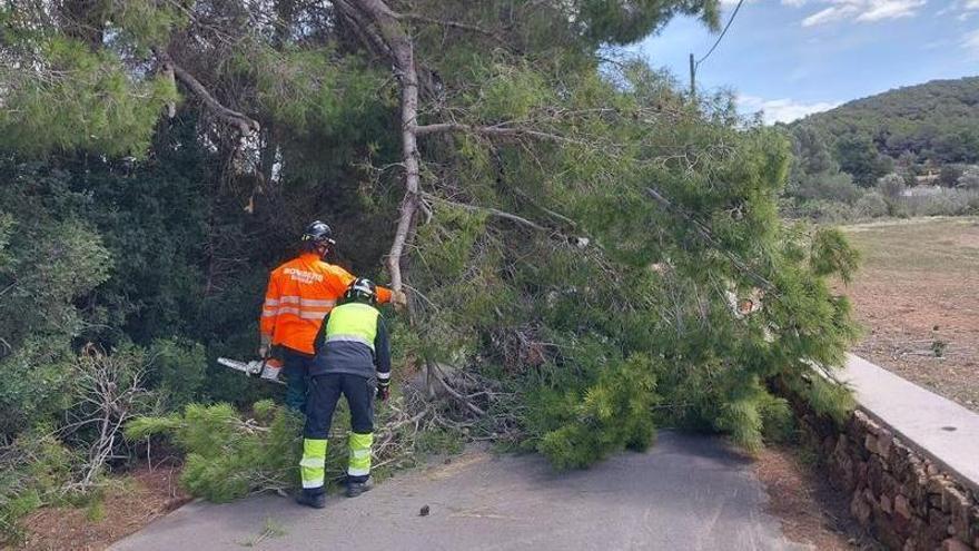 Un árbol cae y bloquea un camino rural en Sant Josep