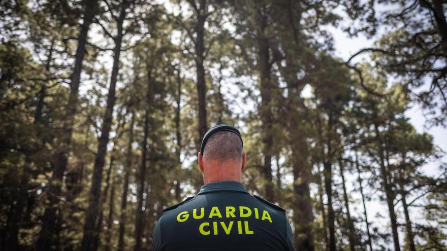 Detenido un investigado por tala ilegal de pinos en el monte de Tenerife