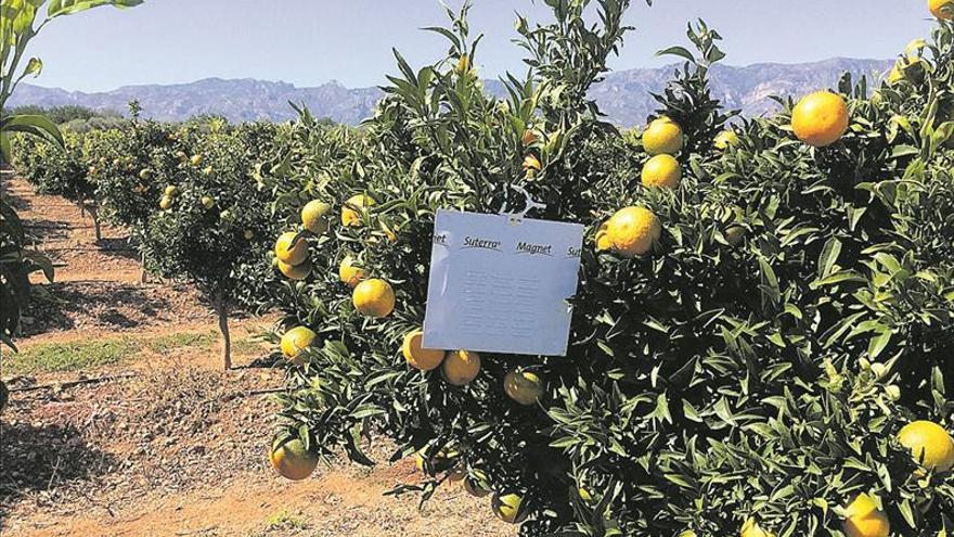 Con Agromaestrat, adiós a la mosca