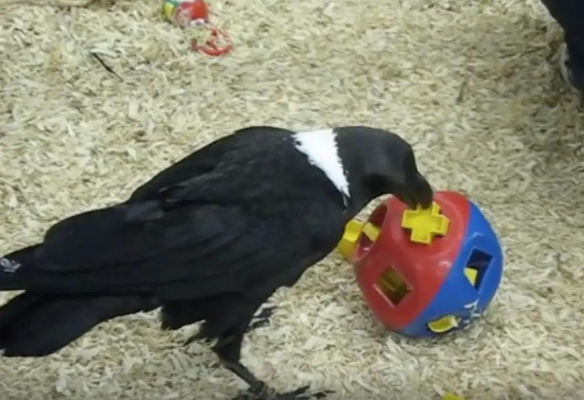 Un córvido resolviendo un rompecabezas