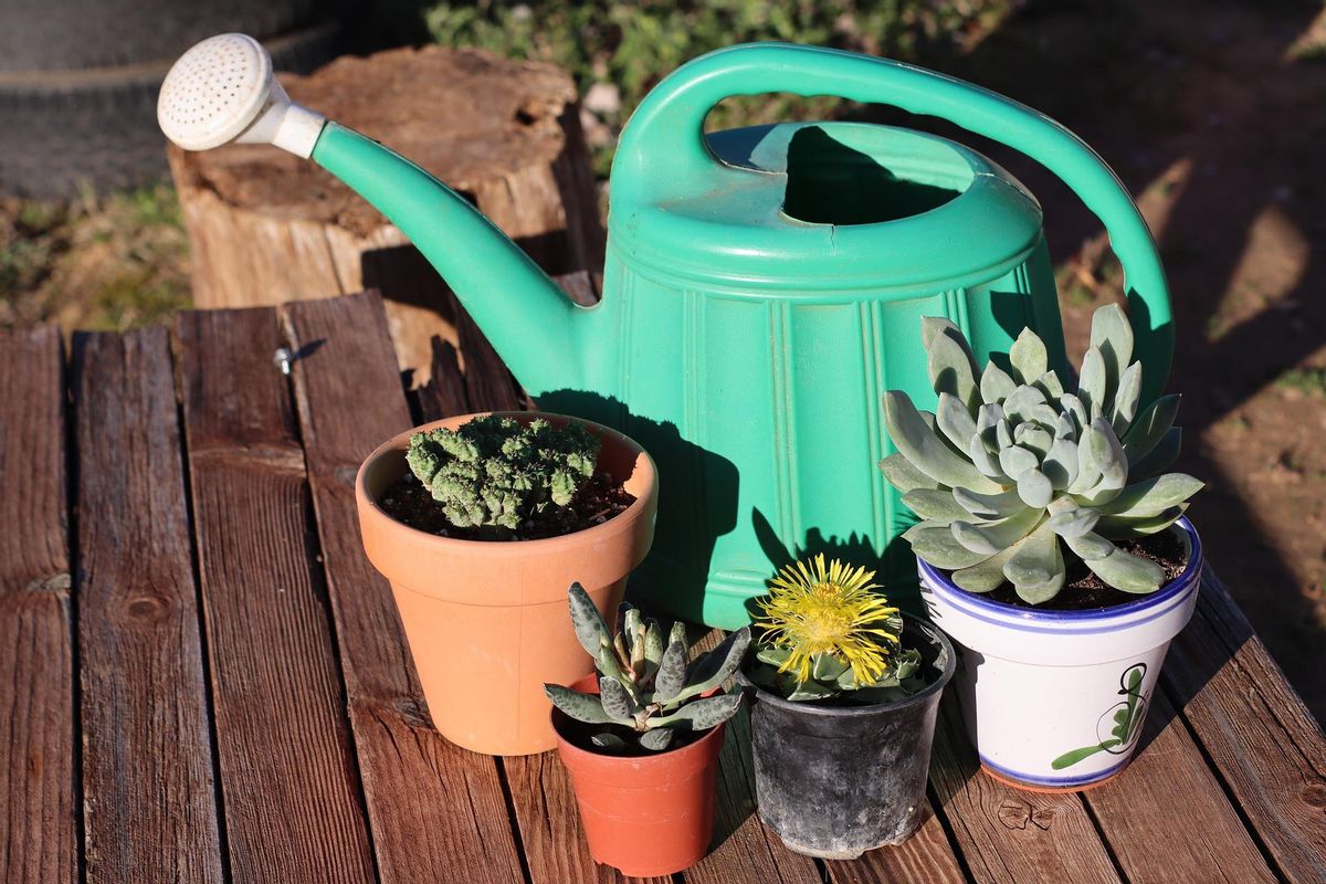 Con estas apps en tu móvil siempre te acordarás de cuándo tienes que regar las plantas.