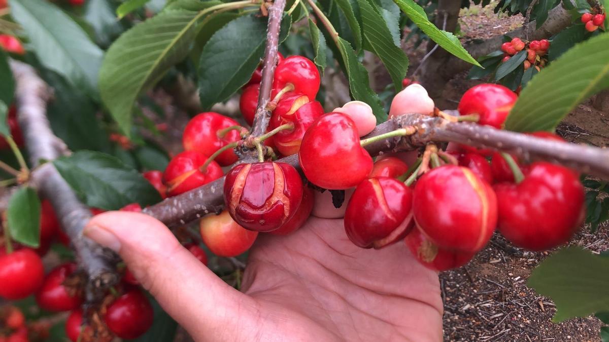 Las cerezas de Villena rajadas por el exceso de humedad de las persistentes lluvias de mayo.