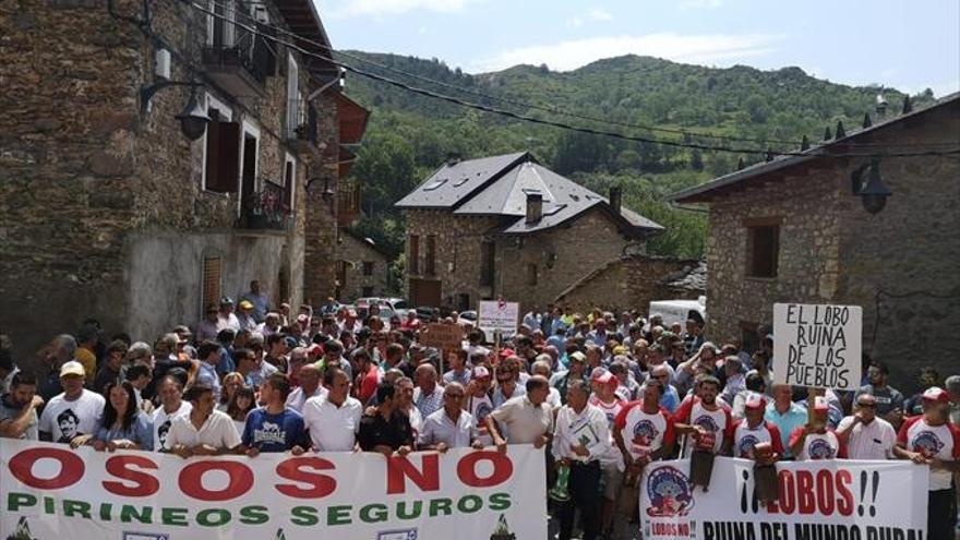 Las comarcas pirenaicas se movilizan contra el oso y el lobo