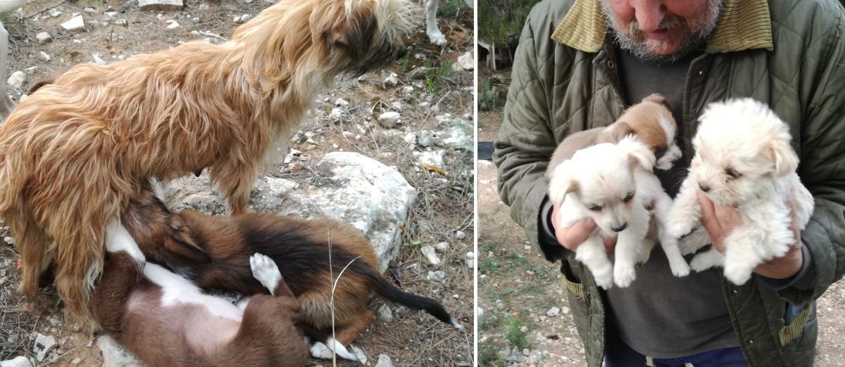 Cachorros de los perros de la urbanización El Hornillo de la Pobla de Vallbona.