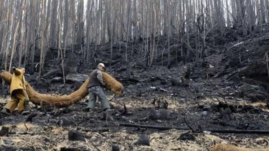 El suelo ennegrecido y los árboles calcinados se confunden con los trabajos que se están realizando para que el incendio afecte lo menos posible al ecosistema. / carlos pardellas