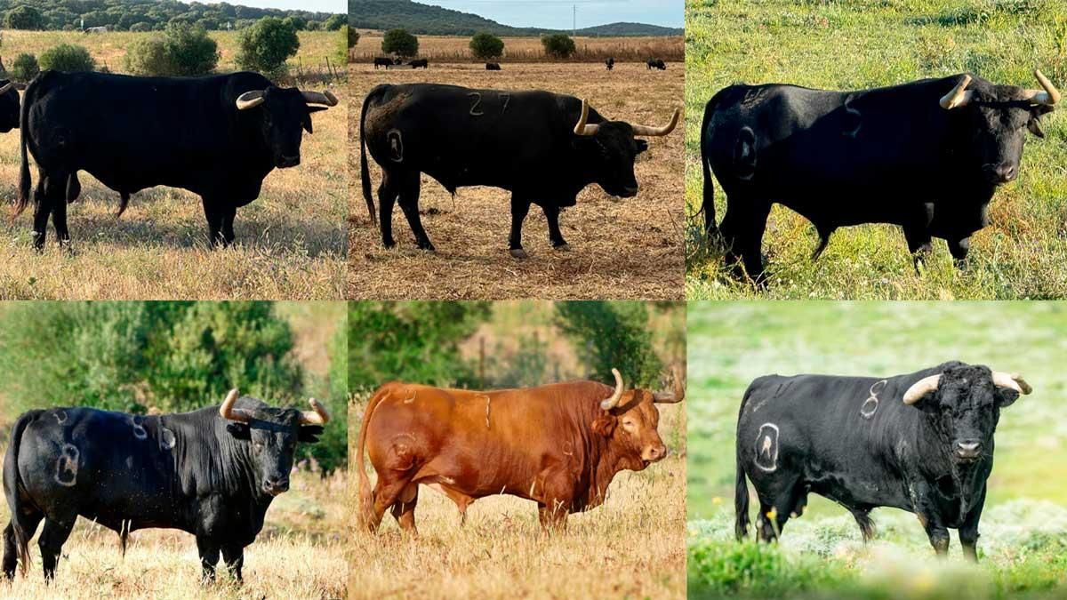 Estos son los seis cerriles de la ganadería gaditana de Carlos Núñez que protagonizarán el encierro de las fiestas del Cristo de l'Alcora.