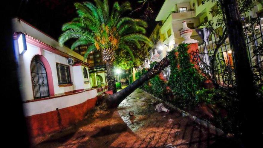 Una palmera de seis metros se desploma en pleno centro de Elda