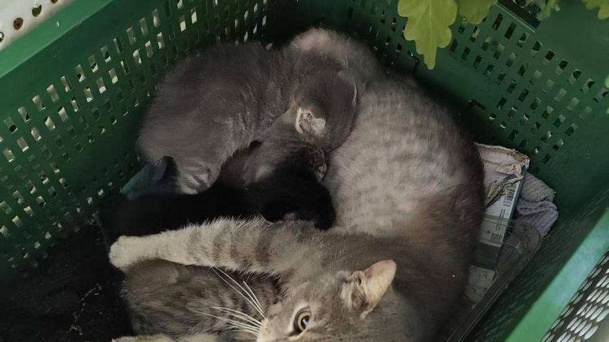 Nuevo delito de maltrato animal: abandonada una gata y sus cuatro crías en un contenedor en Poio